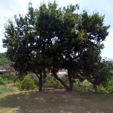 Andjela *